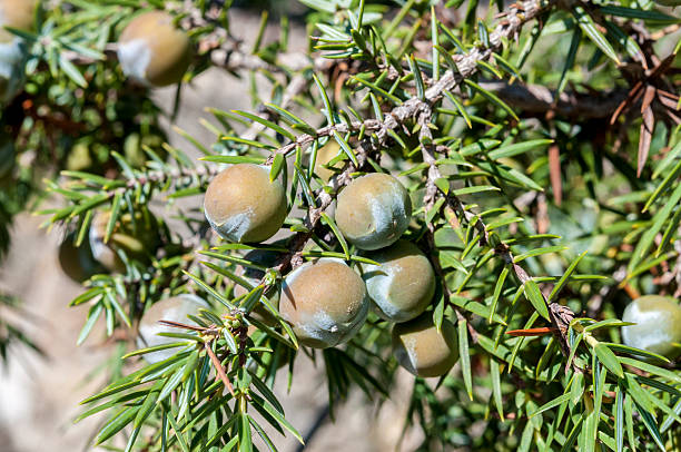 Fruits of prickly juniper, Juniperus oxycedrus Fruits (immature cones) of prickly juniper, Juniperus oxycedrus. Photo taken in Colmenar Viejo, Madrid, Spain juniperus oxycedrus stock pictures, royalty-free photos & images