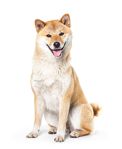 Shiba Inu isolated on a white background Shiba Inu isolated on a white background shiba inu stock pictures, royalty-free photos & images
