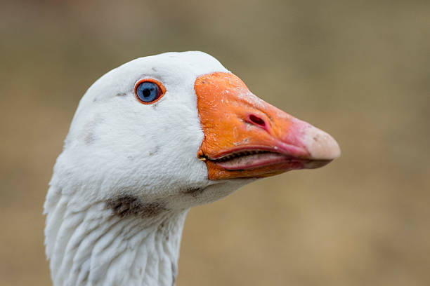 istock Goose close up portrait 469118440