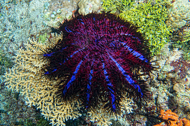 istock Sea star crown of thorns 469118700