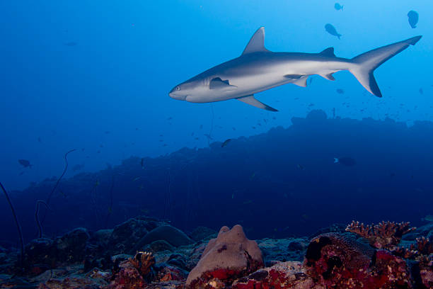 istock Grey shark jaws ready to attack underwater close up portrait 469119016