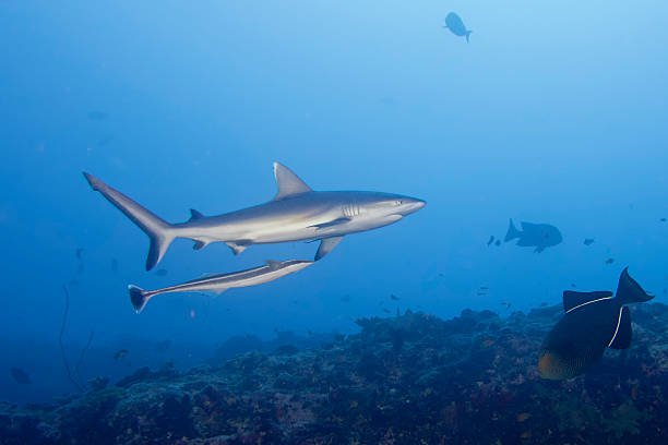 istock Grey shark jaws ready to attack underwater close up portrait 469119020