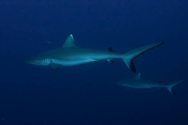istock Grey shark jaws ready to attack underwater close up portrait 469119040