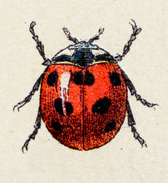 sieben zweipunkt-marienkäfer, blatt tiere antiken illustrationen - ladybug stock-grafiken, -clipart, -cartoons und -symbole