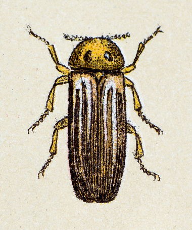 Lampyris noctiluca or common glow-worm, insect animals antique illustration