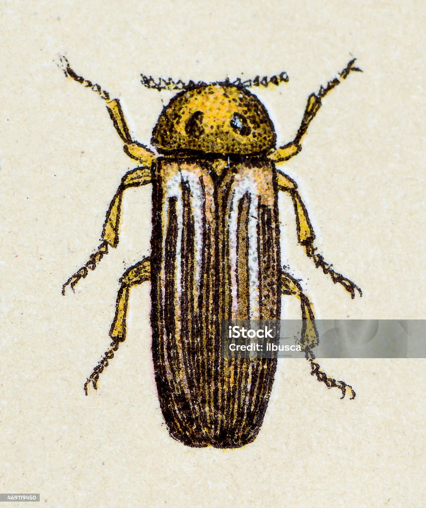 Lampyris noctiluca or common glow-worm, insect animals antique illustration Firefly stock illustration