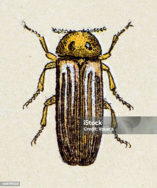 Lampyris Noctiluca Or Common Glowworm Insect Animals Antique Illustration Stock Illustration - Download Image Now