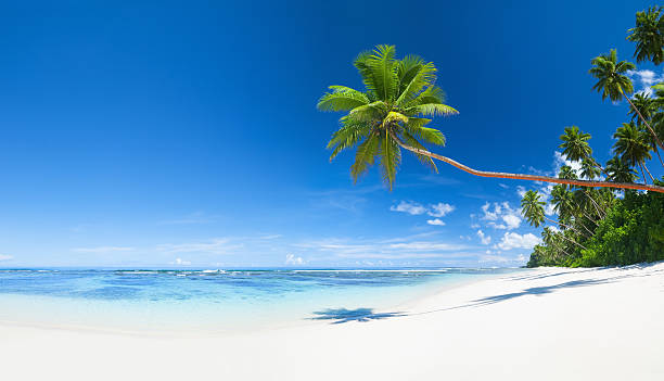 istock Tropical Beach with white sand and Palm trees 469120333