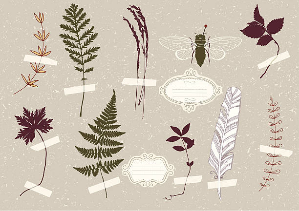 Herbarium and Cicada vector art illustration
