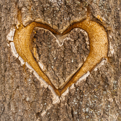 Heart carved in the bark of a tree. Symbol of Valentine's Day.