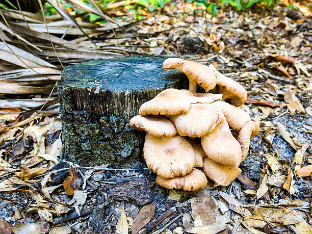 Honey mushrooms growing on a tree stump stock photo
