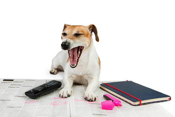 istock Cute yawn Dog tired looking for a job. 469122014