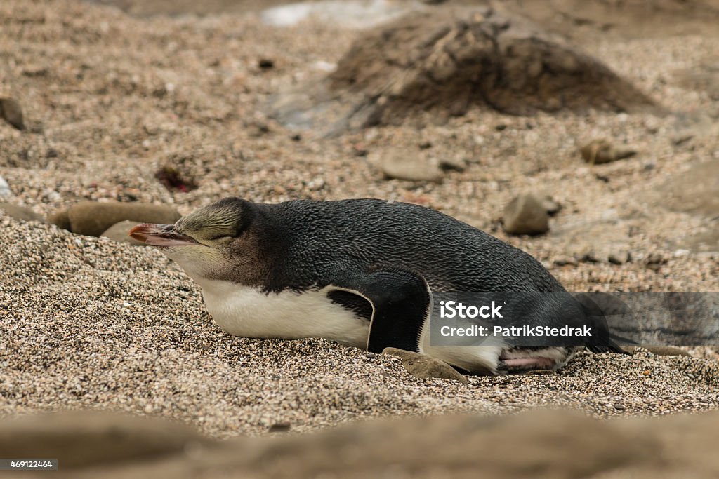 yellow-eyed penguin resting on beach close up of yellow-eyed penguin sleeping on beach 2015 Stock Photo