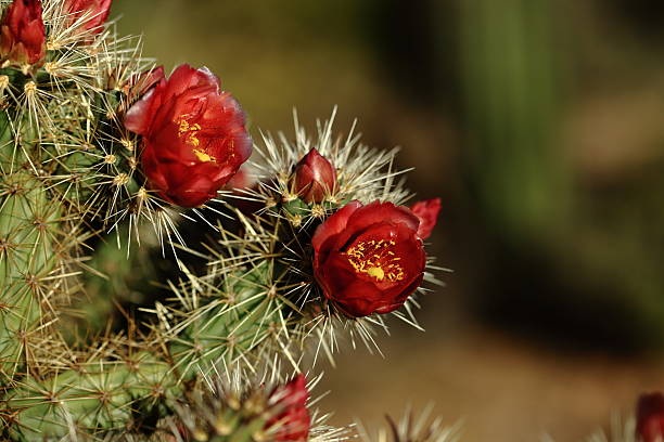 hedgehog cactus kwiaty - single flower flower cactus hedgehog cactus zdjęcia i obrazy z banku zdjęć