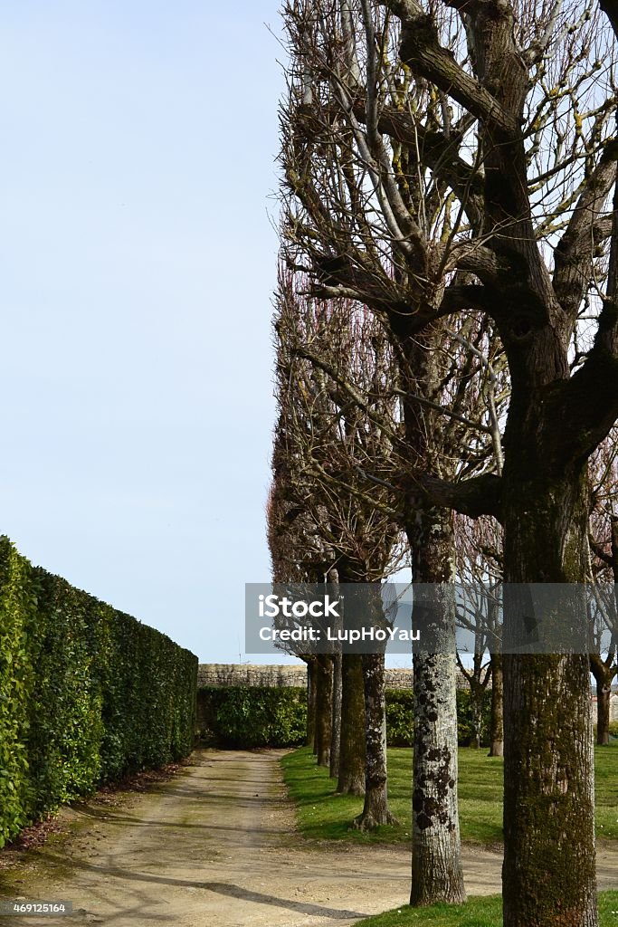 Trees in formal French public garden A straight row of trees in a formal French public garden in Pons, South West France on an early spring day. The trees and the topiary bush provide architectural structure to the garden, typical of the French style. Green hues and blue sky. 2015 Stock Photo