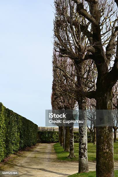 Trees In Formal French Public Garden Stock Photo - Download Image Now - 2015, Blue, Branch - Plant Part