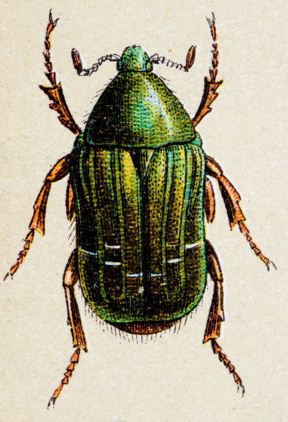 Cetonia aurata or rose chafer, insect animals antique illustration Cetonia aurata, rose chafer or goldsmith beetle, insect animals antique illustration rose chafer cetonia aurata stock illustrations