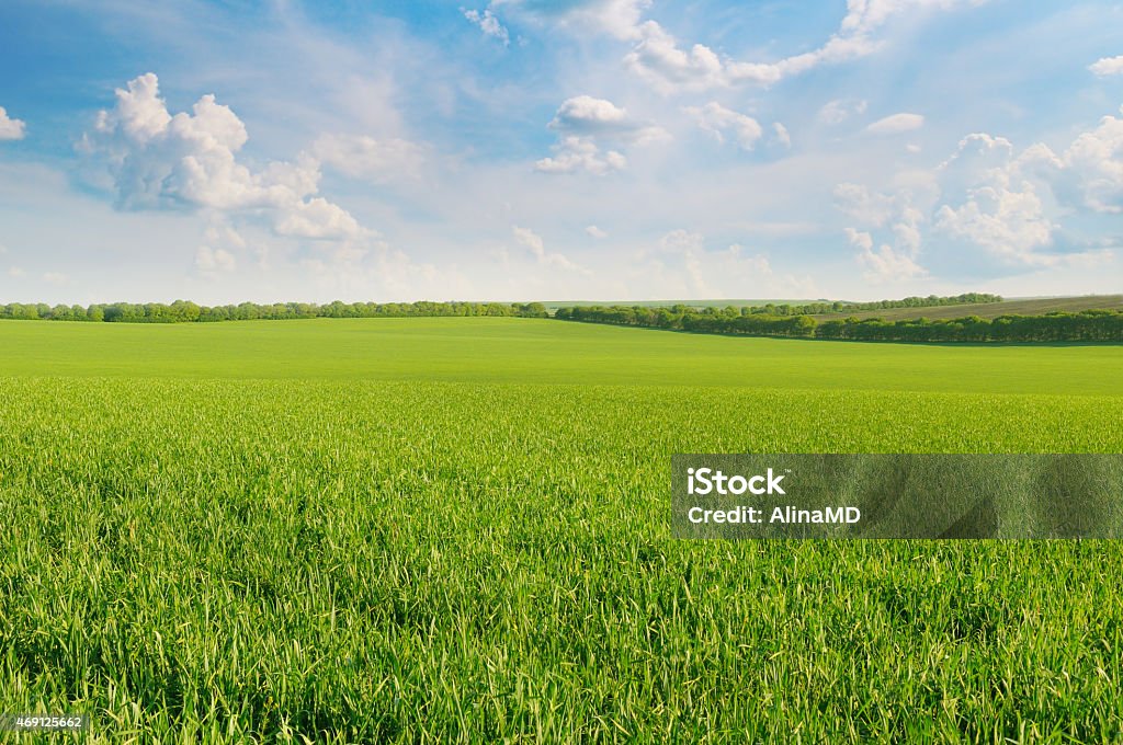 Grünen Feld und blauer Himmel - Lizenzfrei Viehweide Stock-Foto