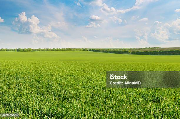 Grünen Feld Und Blauer Himmel Stockfoto und mehr Bilder von Viehweide - Viehweide, Ebene, Wiese