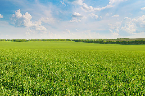 champ vert et bleu ciel - pasture photos et images de collection