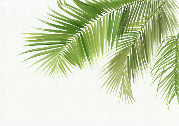 palm leaves isolated - tree watercolor painting leaf zen like stock illustrations