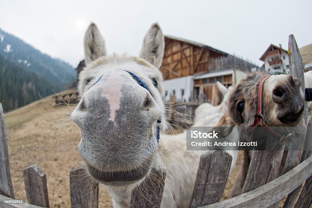 white donkey portrait white donkey portrait close up on mountain background 2015 Stock Photo