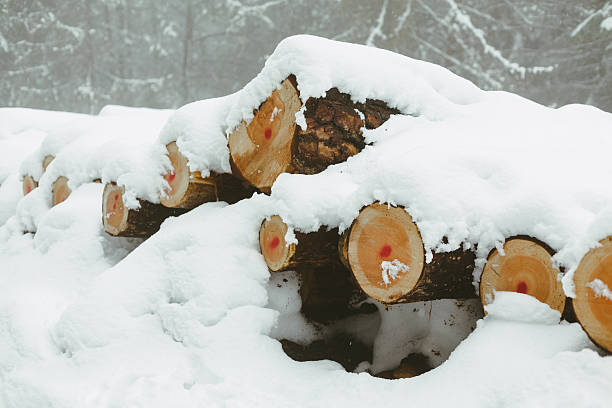 istock Bunch of Wood 469127219