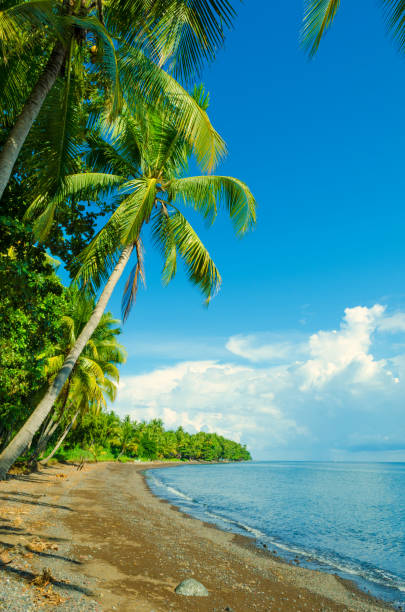 istock romantic tropical beach with palms and pebbles beach in Asia 469128296