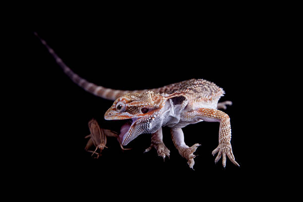 istock Small bearded dragon isolated on black 469129020