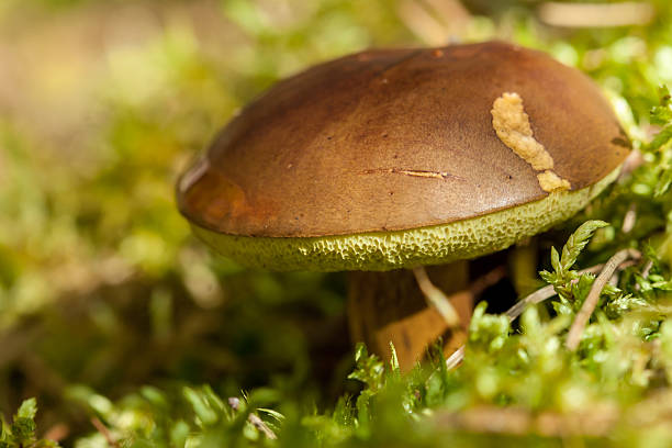 grande cogumelo - edible mushroom mushroom fungus colony imagens e fotografias de stock