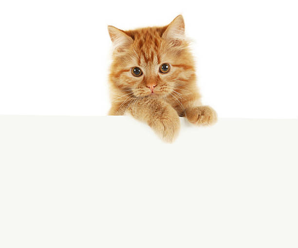 istock Redhead long hair kitten on white banner 469130324