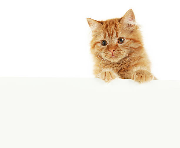 istock Redhead long hair kitten on white banner 469130326