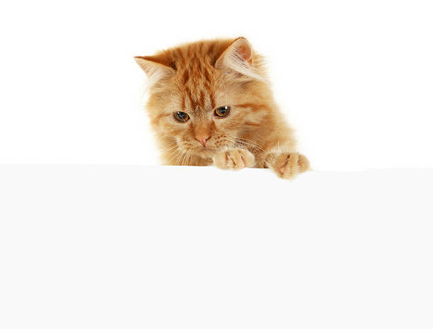 istock Redhead long hair kitten on white banner 469130328