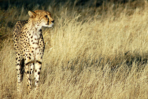 istock Cheetah in Savannah 469130606