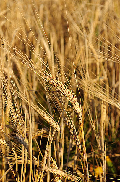 istock Yellow ears of rye 469130718