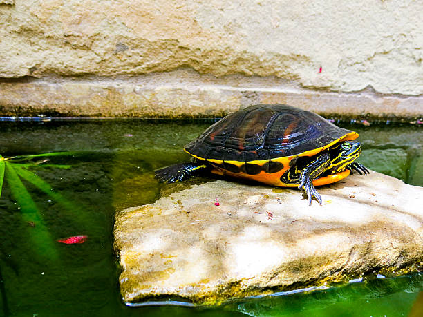 Turtle resting on a rock in a pond stock photo