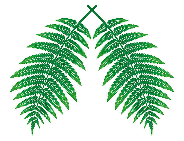 Leaf of the fern. Plant. tree fern stock illustrations