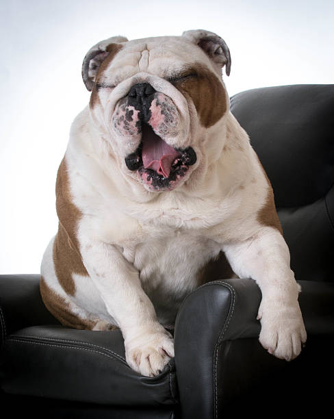 istock dog sitting in chair 469133718