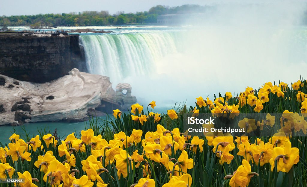 Niagara Falls Spring Flowers and Melting Ice Niagara Falls with blooming yellow daffodil flowers on river bank. Niagara Falls Stock Photo