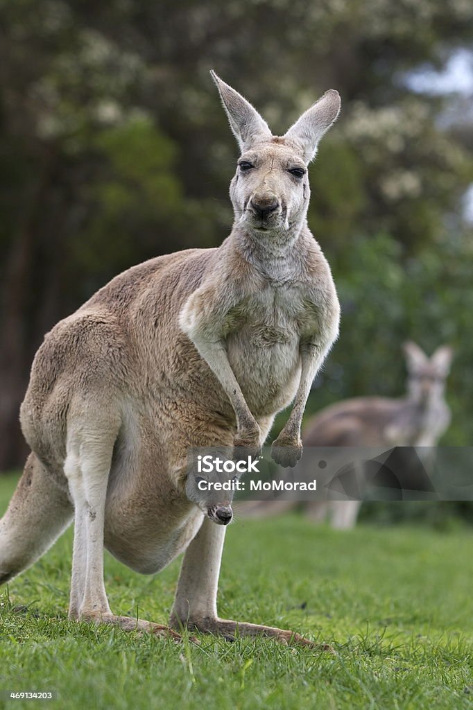 Canguro e joey - Foto stock royalty-free di Canguro