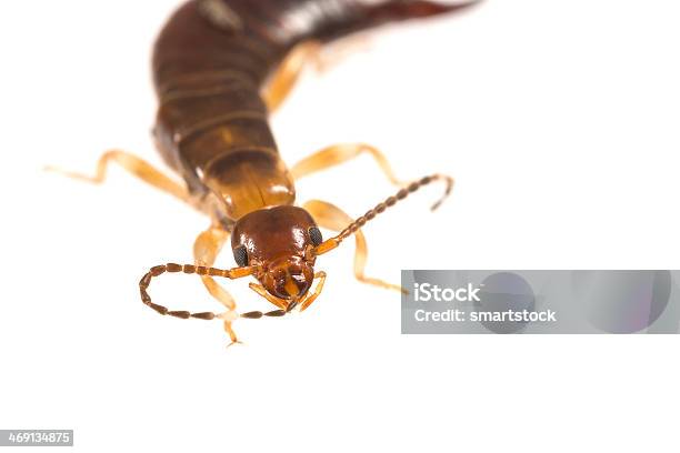 Earwig Using Mouthparts For Grooming Antenna Stock Photo - Download Image  Now - Animal, Animal Antenna, Animal Mouth - iStock