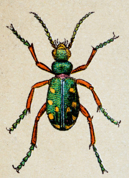 cicindela, common tiger beetle, insect animals antique illustration - 班蝥 圖片 幅插畫檔、美工圖案、卡通及圖標