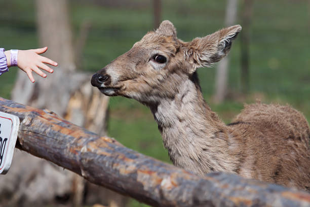 istock White Tailed Deer in the Wild 469135890