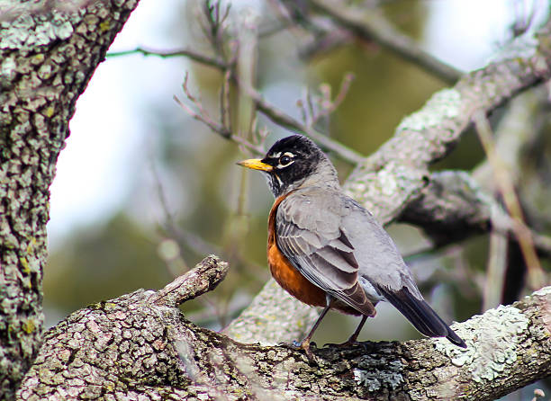 istock Close Up View of Red Robin in Tree 469138528