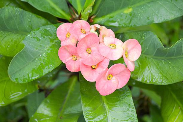 istock pink Euphorbia flower 469139076