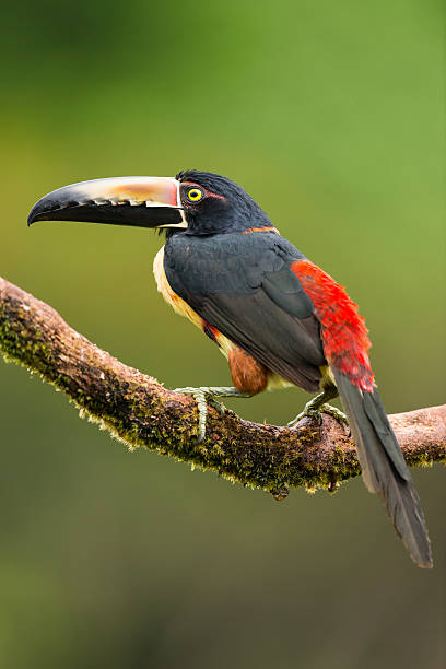 istock Collared Aracari, toucan in the wild, Costa Rica. 469139410
