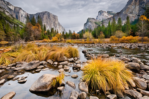 Grasses and Oak Trees growing along the Merced River display their fall colors beneath the towering monolith of El Capitan in Yosemite National Park, California, USA.