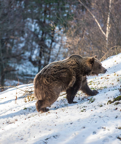 istock Bear in Trentino 469140059