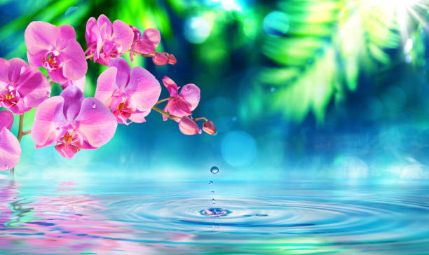 orchid in zen garden with dew on pond
