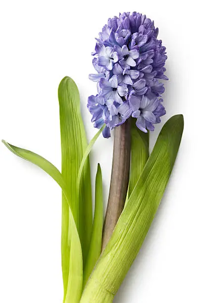 Flowers: Hyacinth Purple